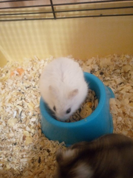 Хомячки Кременчуг