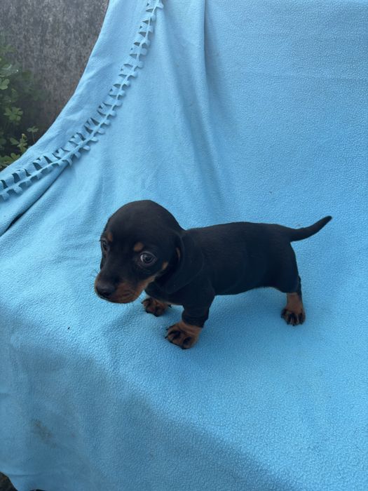 Teckel femea miniatura