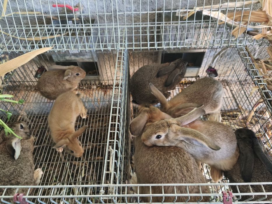 Coelhos caseiros gigantes Flanders