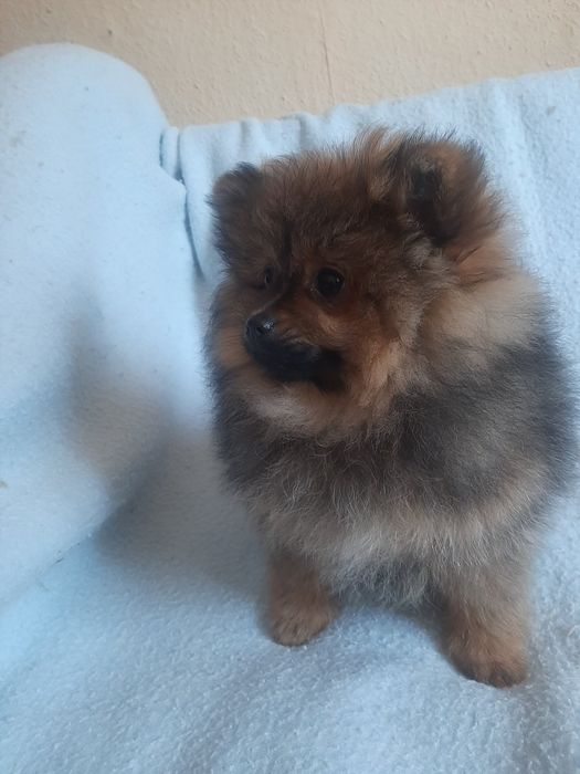 Шпиц 2дівчанки мріють до нової сімьї