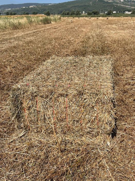 Feno Biológico de consociação de azevém e trevos (Speedmix)