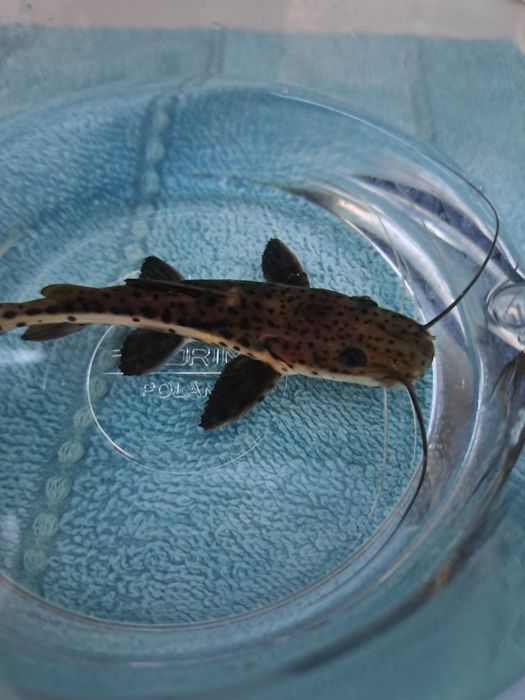 Sum jaguar  P.  hemioliopterus - x - P.  fasciatum