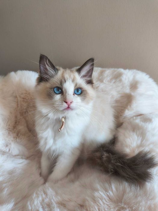 Koteczka rasy Ragdoll.