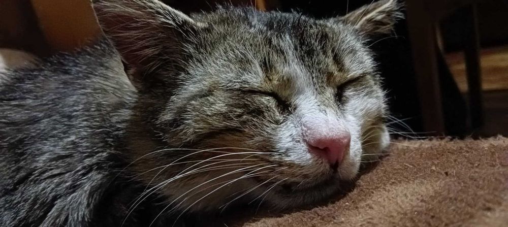 Skrzypek,kocia dobroć czeka na adopcję.