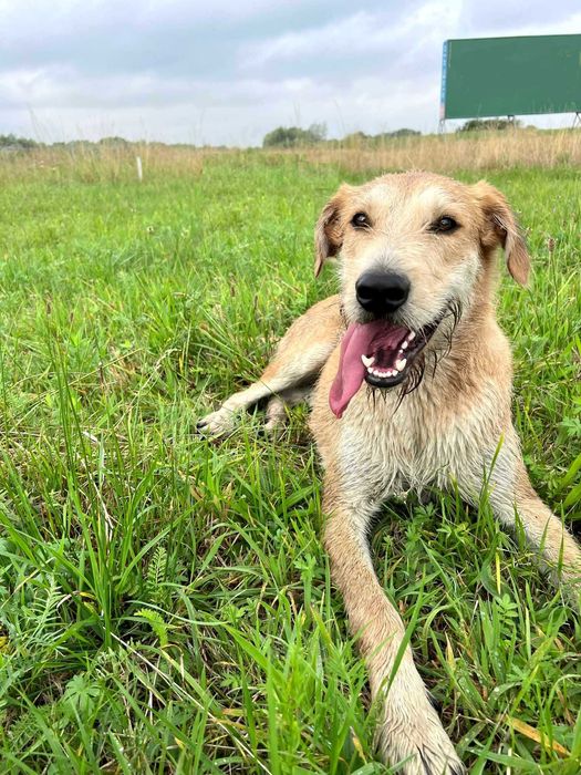 Energiczny Perez szuka odpowiedzialnego domu