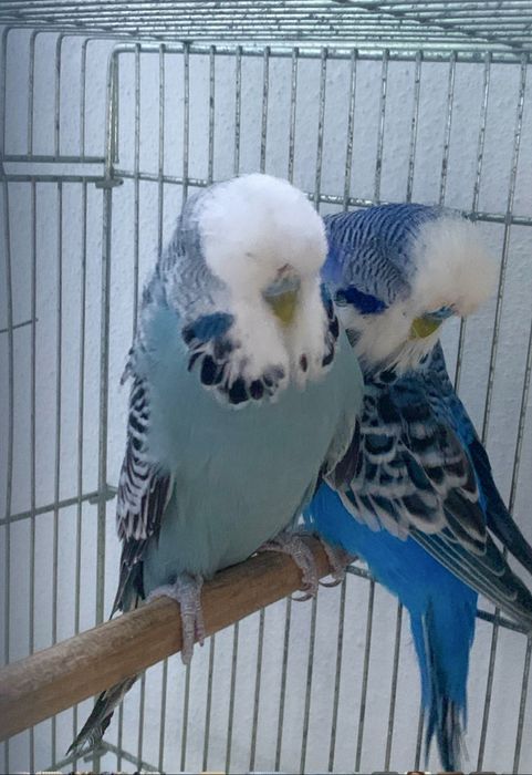 Casal piriquito ingles  , de grande porte