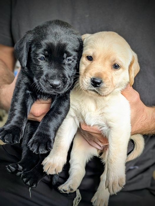 Labrador retriever szczenię z rodowodem biszkoptowa suczka