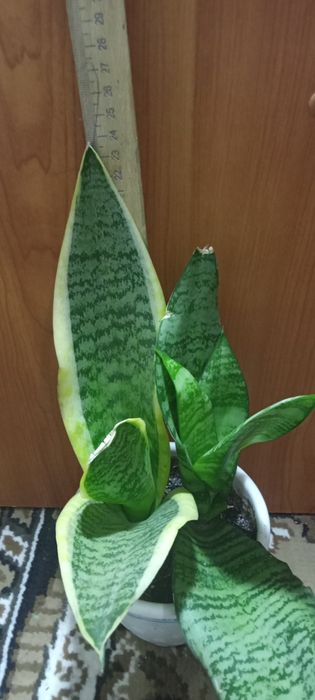 Комнатные цветы...