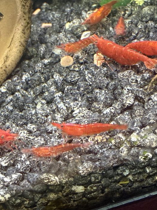 Krewetki czerwone neocardinia