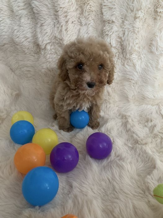 Хлопчик Той Пудель