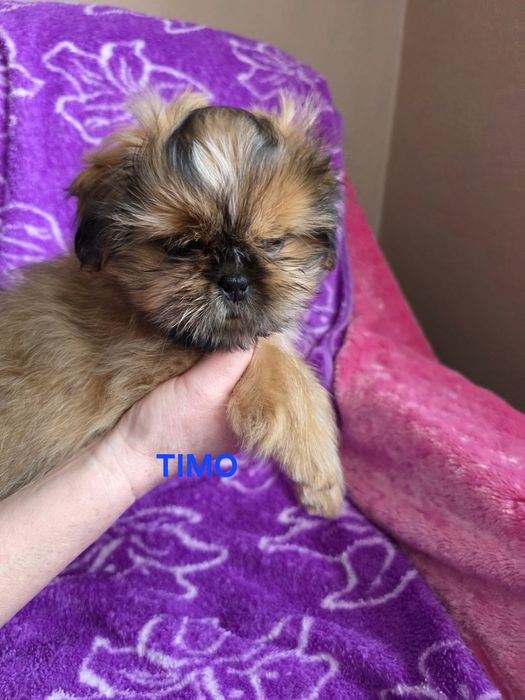 Gotowy do odbioru TIMO