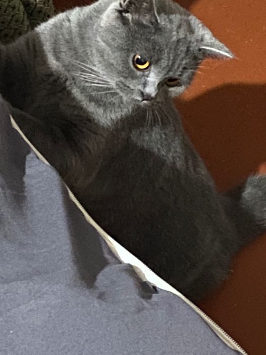 Перетримка котиків