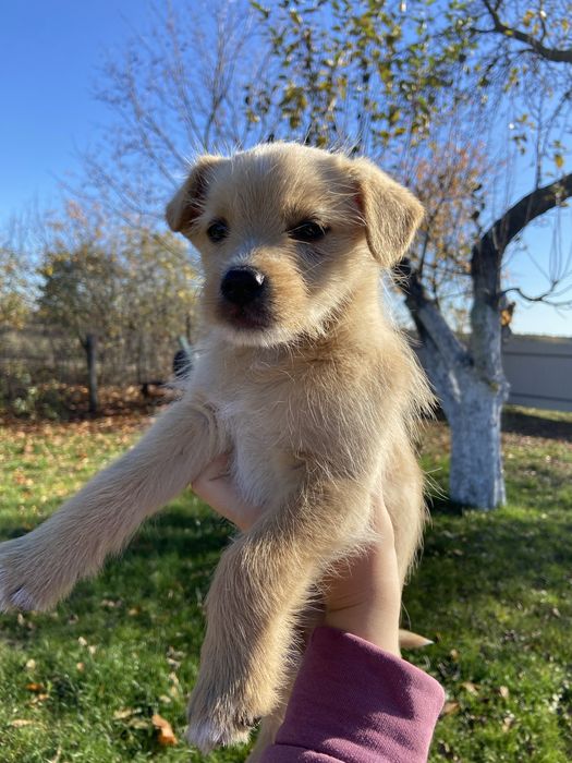 Цуценята в добрі руки