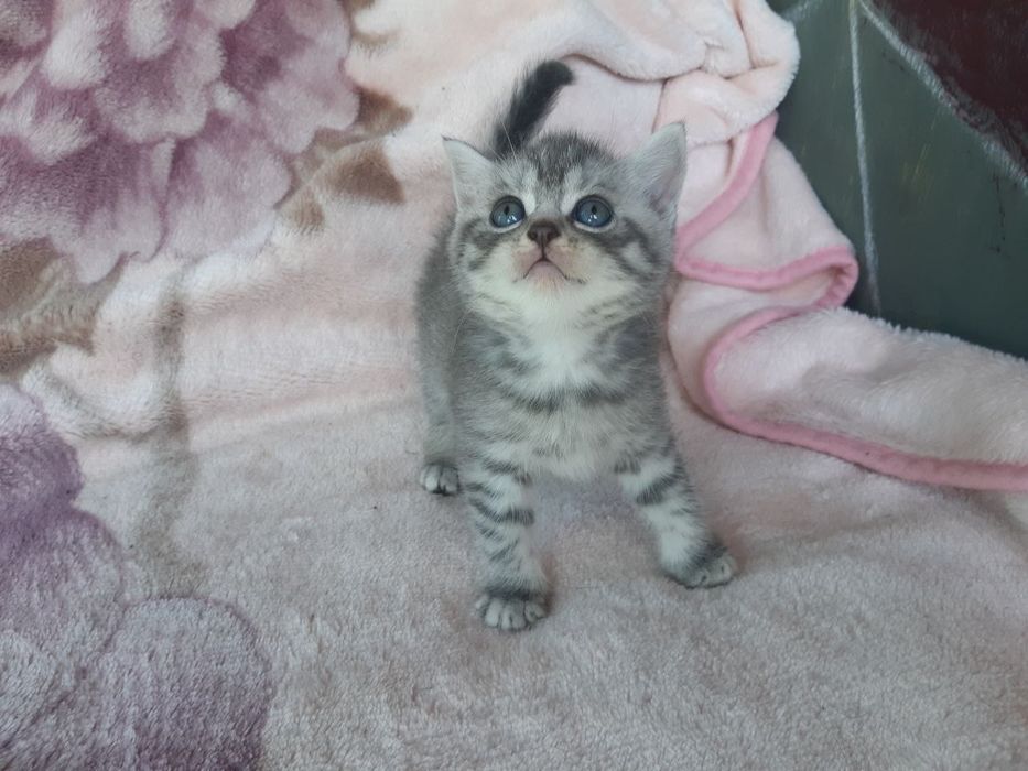 Британские котята