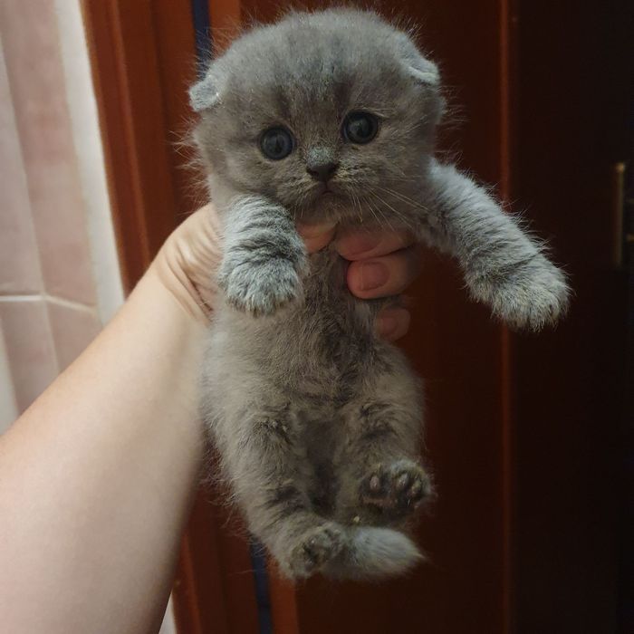 Шотландське щастя