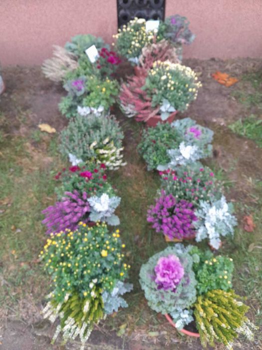 Sprzedam chryzantemy w atrakcyjnej cenie