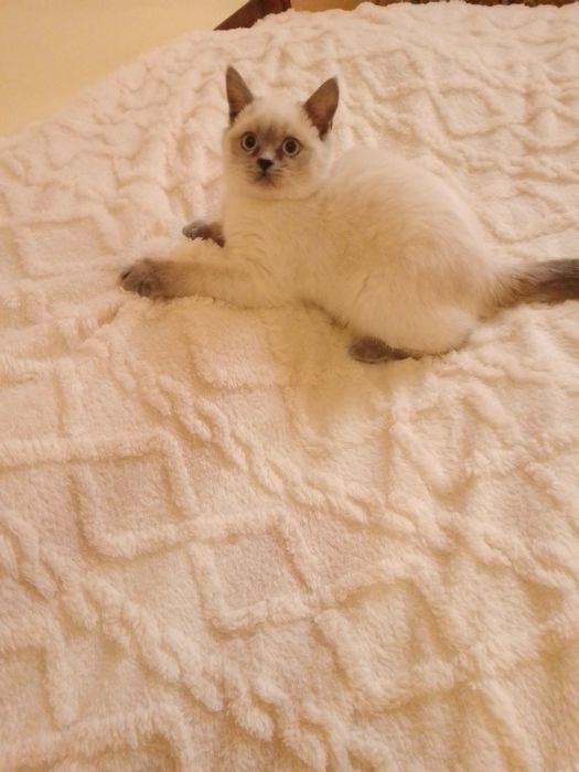 Кошенята Під Ялинку