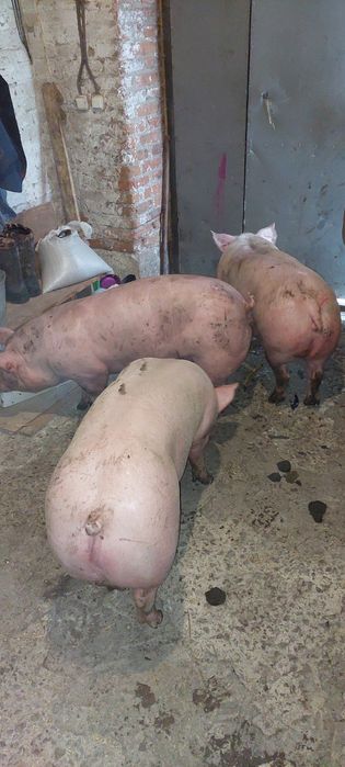 Свині м'ясні 105-130 кг 75грн