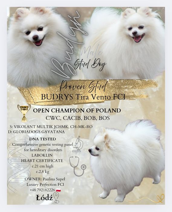 REPRODUKTOR - krycie,Patella0/0 Badania DNA, Echo Serca, OPEN CHAMPION