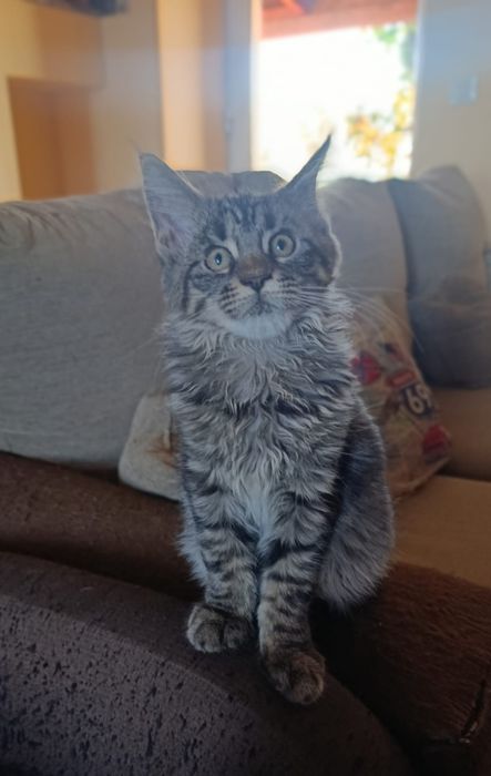 Maine  coon  fêmea com lop
