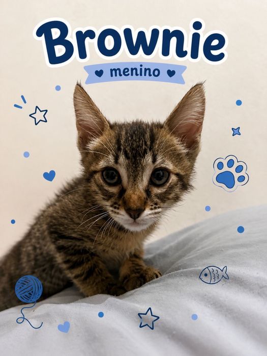 Gatinhos bebés para adoção responsável