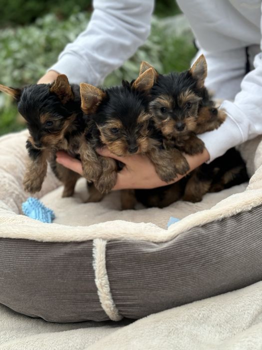 Милі цуцики йорки