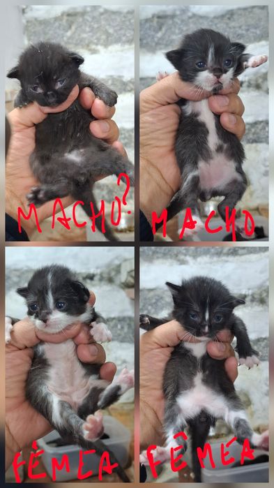 Dá-se gatinhos nascidos em Abril 2026 e 4 gatas com 1 e 2 anos.