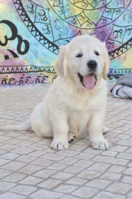 Golden Retriever fêmea com LOP