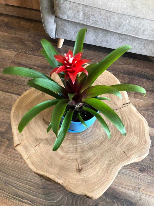 Mesa de centro de rodela de madeira.