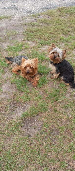 York Terrier. Pies