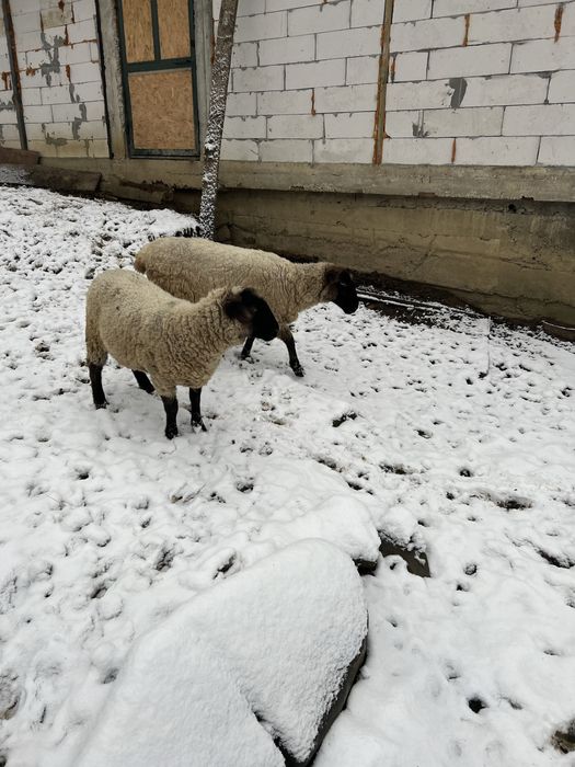 Продам овечки суффолки