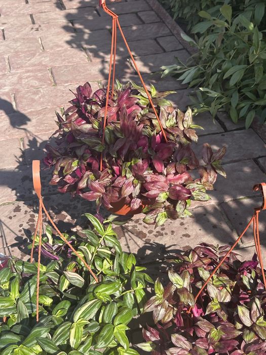 Домашні вазони, гарні квіти