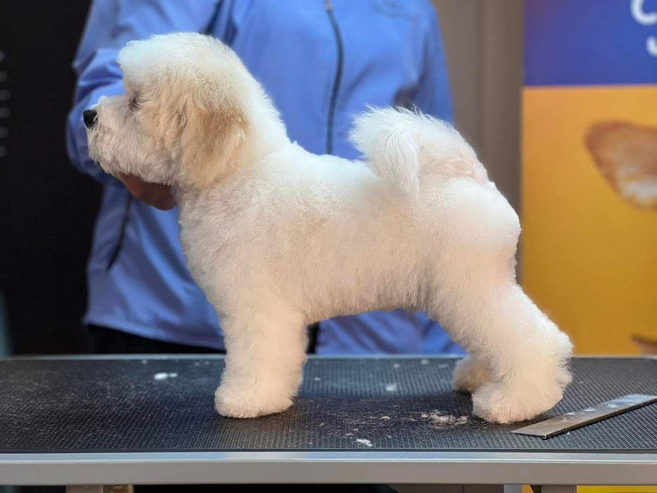 Бішон фрізе цуценята