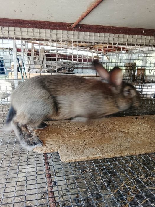 Продам або обміняю .