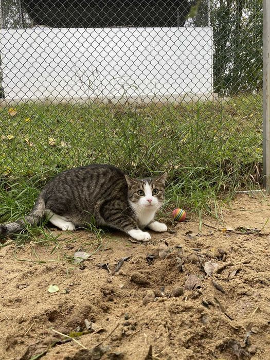 Kot Kajko młody adopcja schronisko