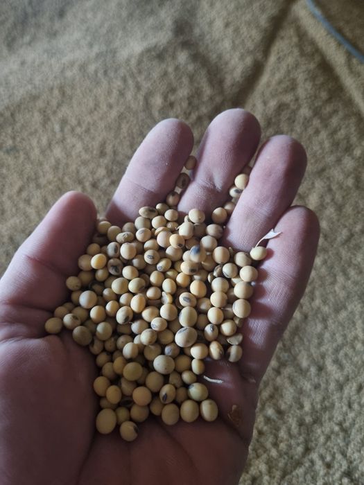 Продам зерно!СОЯ ГМО!