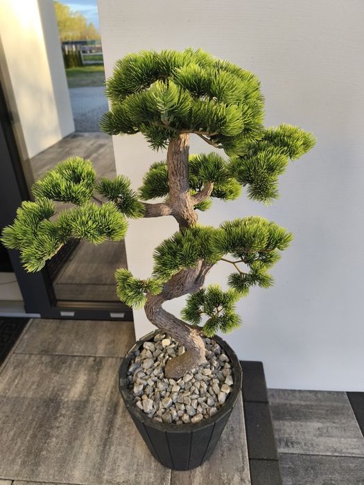 drzewko bonsai ywe - wszystko do ogrodu | OLX
