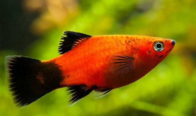 Platka Zmienniak Plamisty Red