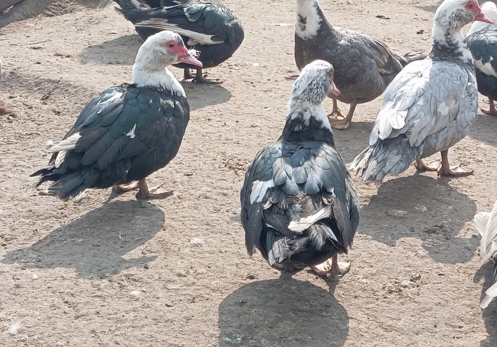 Kaczki, Kaczory , gęsi, indyki