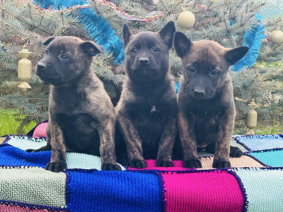 Голландские овчарки! Девчонки!