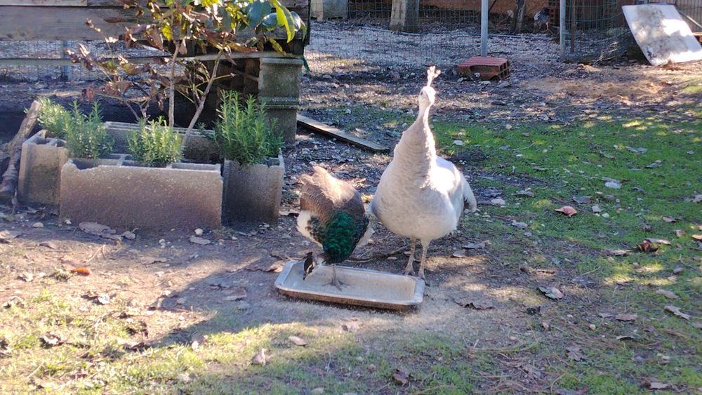 Pavao com 6 meses de idade