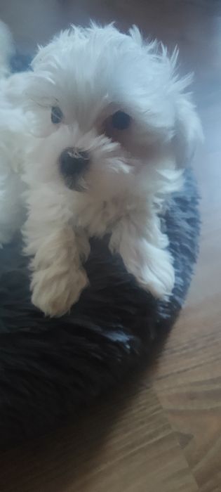 Śliczne maltańczyki