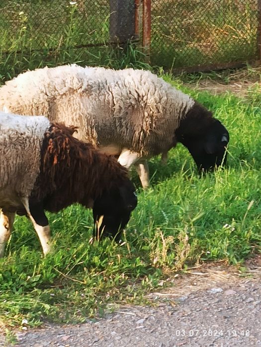 Продається баран