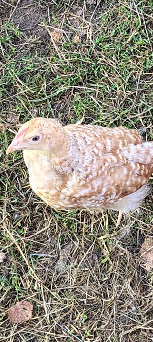 Продам Домашні Курчата два місяця