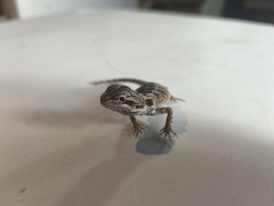 agama brodata – młody osobnik