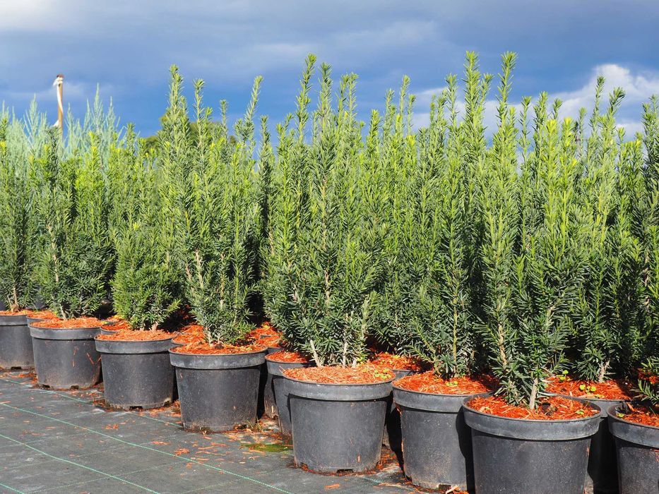 TUJA tuje BRABANT 110-140cm PROMOCJA szkółka Łabiszyn