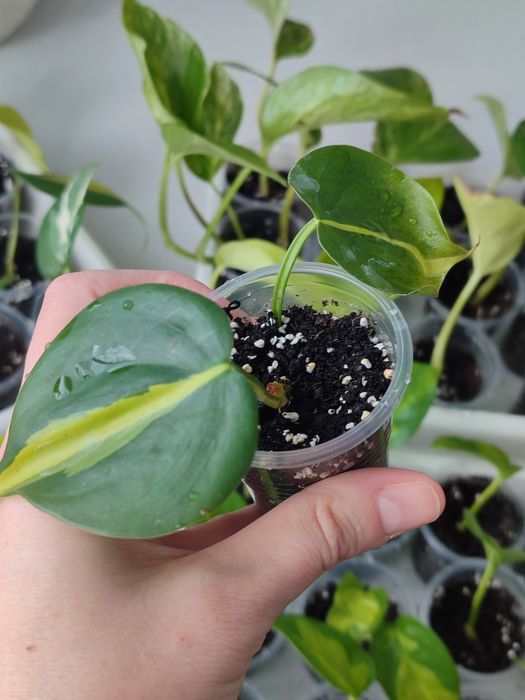 Филодендрон Сканденс Бразил и Лайм лиана