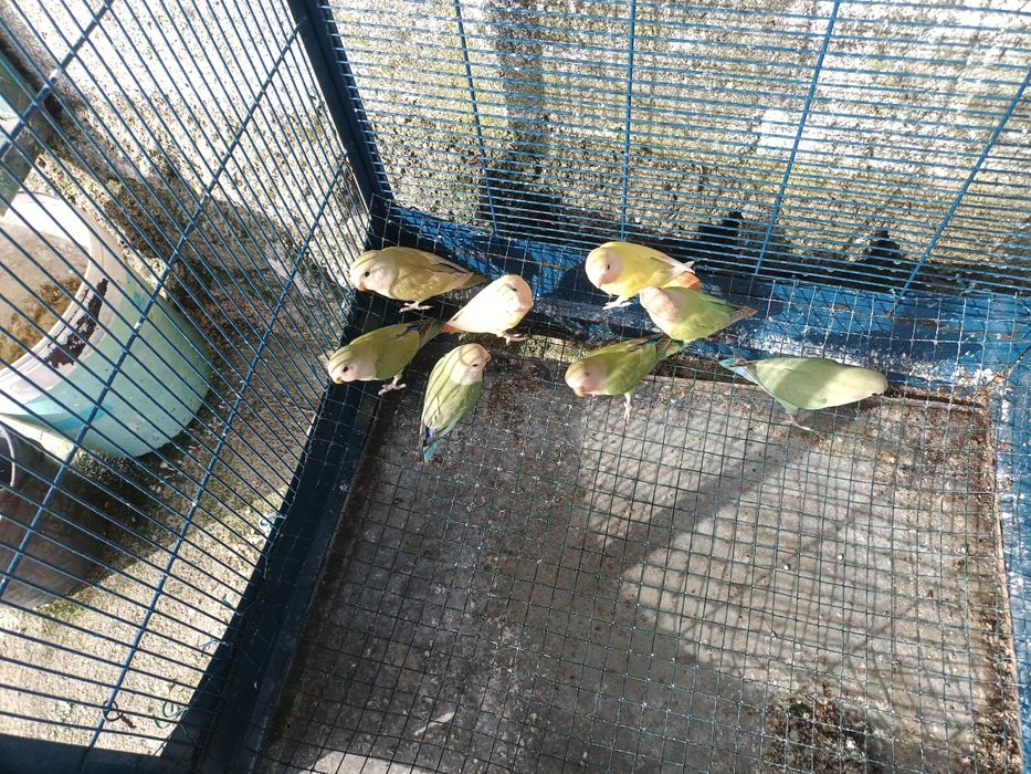 Agapornis vários tonalidades