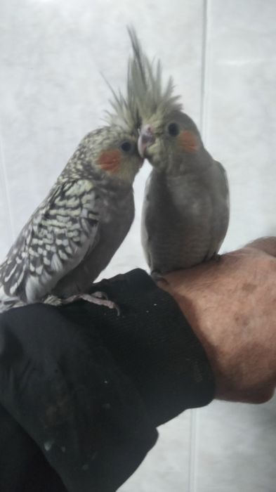 Caturra e agapornis criados á mão