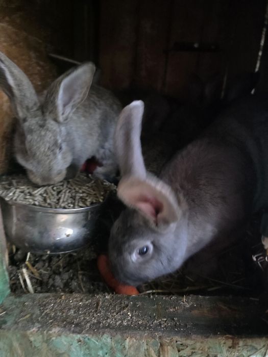 Królik Belgijski ze Srokaczem